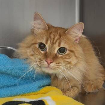 Mango -  Domestic Long Hair Cat for Adoption in Henderson, Kentucky - Mango | PetCurious