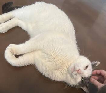 Migos -  Domestic Short Hair Cat for Adoption - Migos | PetCurious