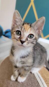 Rescue Calico and Tabby Cats for Adoption in Tustin, California - Ember | PetCurious