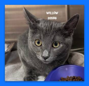 WILLOW -  Domestic Short Hair Cat for Adoption in Marietta, Georgia - WILLOW | PetCurious