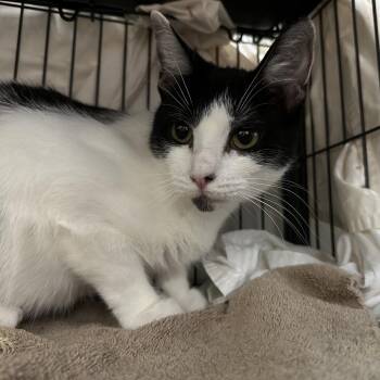 Syrah (& Riesling) -  Domestic Short Hair Cat for Adoption in Mount Laurel Township, New Jersey - Syrah (& Riesling) | PetCurious