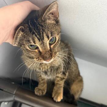 Domestic Short Hair Cats Available for Adoption - Alexa | PetCurious