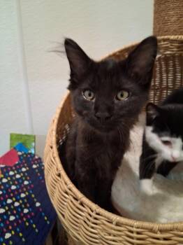 Rumor -  Domestic Medium Hair Cat for Adoption in Westfield, Wisconsin - Rumor | PetCurious