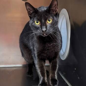 Domestic Short Hair Cats Available for Adoption in West Jefferson, Ohio - Tony | PetCurious