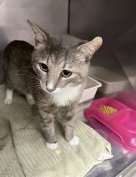 LYCHEE -  Domestic Short Hair Cat for Adoption in Killeen, Texas - LYCHEE | PetCurious