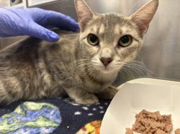 Juliet -  Domestic Short Hair Cat for Adoption in Golden Valley, Minnesota - Juliet | PetCurious