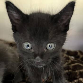 Blanche -  Domestic Short Hair Cat for Adoption in Sonoma, California - Blanche | PetCurious