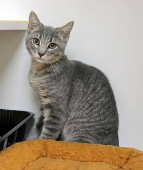 Raven -  Domestic Short Hair Cat for Adoption in Mansfield, Massachusetts - Raven | PetCurious