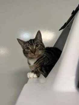Doks -  Domestic Short Hair Cat for Adoption in Roseville, California - Doks | PetCurious