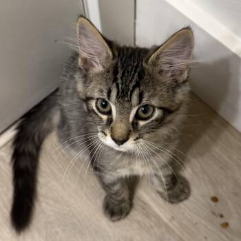 Yesi -  Domestic Medium Hair Cat for Adoption in Renton, Washington - Yesi | PetCurious