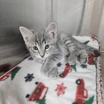 Mercury -  Domestic Short Hair Cat for Adoption in Ridgely, Maryland - Mercury | PetCurious
