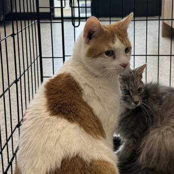 Charlie -- Bonded Buddy With Whippersnapper -  Domestic Short Hair Cat for Adoption in Des Moines, Iowa - Charlie -- Bonded Buddy With Whippersnapper | PetCurious