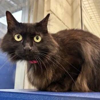 JJ -  Domestic Long Hair Cat for Adoption in Brentwood, Missouri - JJ | PetCurious