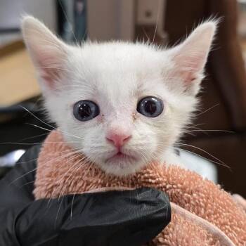 Parmesan -  Domestic Short Hair Cat for Adoption in Yuma, Arizona - Parmesan | PetCurious