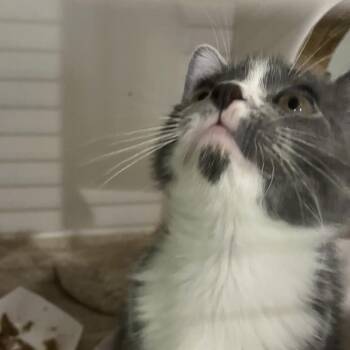 Harry -  Domestic Short Hair Cat for Adoption in Oak Park, Illinois - Harry | PetCurious
