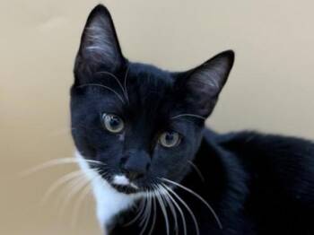 Ernie -  Domestic Short Hair Cat for Adoption in Portland, Oregon - Ernie | PetCurious