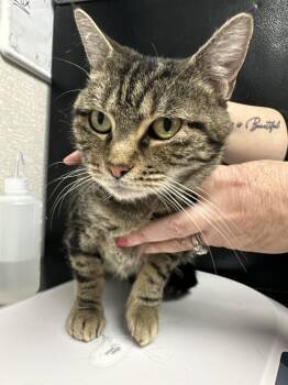 Domestic Short Hair Cats Available for Adoption - Kisses | PetCurious