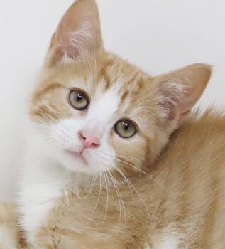 Sundance will make your life brighter - RARE Orange FEMALE cuten -  Tabby and Turkish Van Cat for Adoption in Bedford Hills, New York - Sundance Will Make Your Life Brighter - RARE Orange FEMALE Cuten | PetCurious