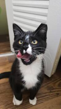 Domestic Short Hair Cats Available for Adoption - Percy =^.^= | PetCurious