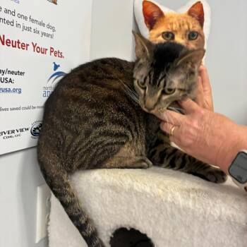Clyde -  Domestic Short Hair Cat for Adoption in Morganfield, Kentucky - Clyde | PetCurious