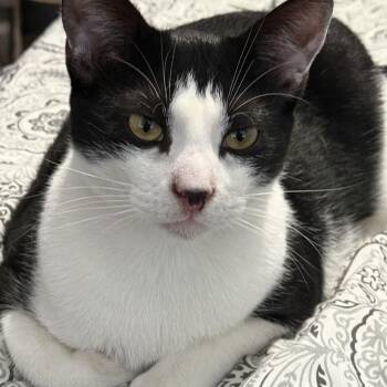 Dot -  Tuxedo Cat for Adoption in Villa Park, California - Dot | PetCurious