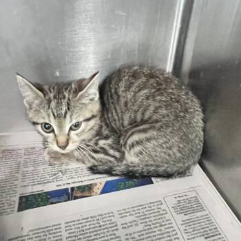 Thresher Shark -  Domestic Medium Hair Cat for Adoption in Charleston, West Virginia - Thresher Shark | PetCurious