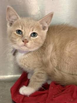 Lady Stark -  Domestic Short Hair Cat for Adoption in West Chester, Pennsylvania - Lady Stark | PetCurious