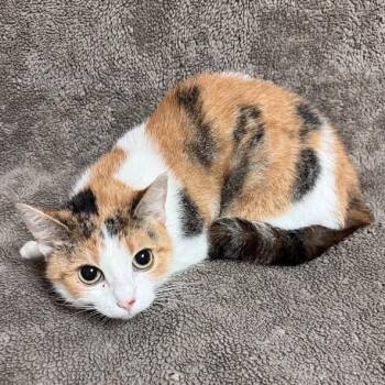 May -  Domestic Short Hair Cat for Adoption in Waterloo, Iowa - May | PetCurious