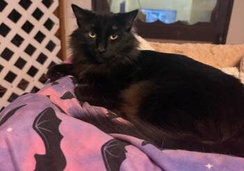 Rescue Domestic Medium Hair Cats for Adoption in Santa Cruz, California - Kali | PetCurious