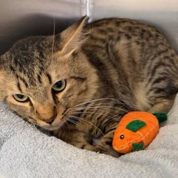 Bootsie -  Domestic Short Hair Cat for Adoption in Hawthorne, California - Bootsie | PetCurious