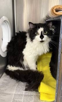 SPICE -  Domestic Long Hair Cat for Adoption in Fairbanks, Alaska - SPICE | PetCurious