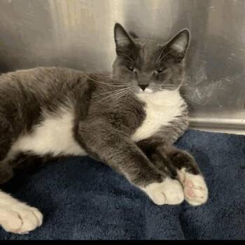 Domestic Long Hair Cats Available for Adoption - Mac N Cheese | PetCurious