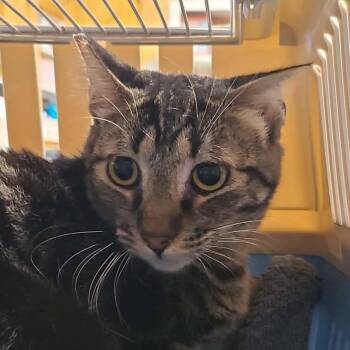 Domestic Short Hair Cats Available for Adoption in Hemet, California - Spirit | PetCurious