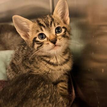 Domestic Short Hair Cats Available for Adoption in Los Angeles, California - Wade Wilson | PetCurious