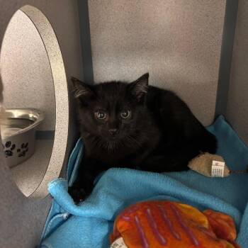 Foster -  Domestic Short Hair Cat Available for Adoption in Evansville, Indiana - Foster | PetCurious