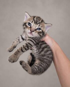 Ulloa -  Tabby Cat for Adoption in Miami, Florida - Ulloa | PetCurious