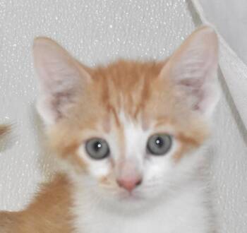 Domestic Short Hair Cats Available for Adoption - Lava Biscuit | PetCurious