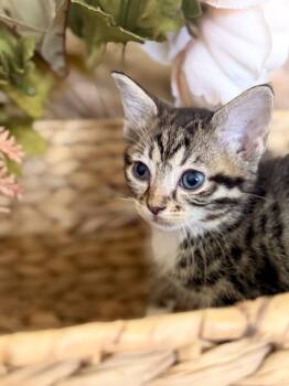 Duchess -  Domestic Short Hair Cat for Adoption in Gradyville, Kentucky - Duchess | PetCurious