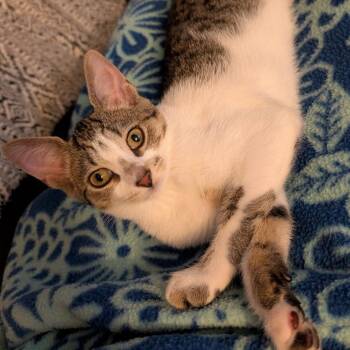 Veruca -  Tabby and Domestic Short Hair Cat for Adoption in East Amherst, New York - Veruca | PetCurious