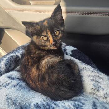 Margo -  Domestic Short Hair Cat for Adoption in Mt. Juliet, Tennessee - Margo | PetCurious
