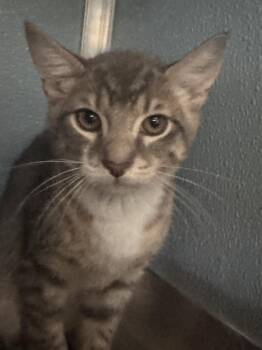 Everly -  Domestic Short Hair Cat for Adoption in Milltown, New Jersey - Everly | PetCurious