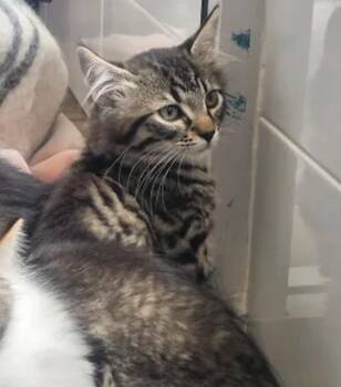 Domestic Medium Hair Cats Available for Adoption in San Diego, California - Dr. King | PetCurious