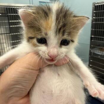 Famous Amos -  Domestic Short Hair Cat for Adoption in Greensboro, North Carolina - Famous Amos | PetCurious