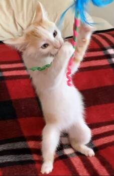 Rescue Domestic Short Hair Cats for Adoption in Liverpool, Texas - Cinnamon Toast | PetCurious