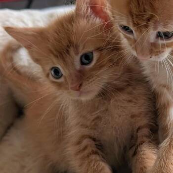 Mango -  Domestic Short Hair Cat Available for Adoption in Wadena, Minnesota - Mango | PetCurious