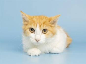ZOIDBERG -  Domestic Short Hair Cat for Adoption in Phoenix, Arizona - ZOIDBERG | PetCurious