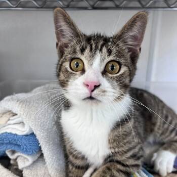 Rescue Domestic Short Hair Cats for Adoption in Chicago, Illinois - Buc-ee (bonded With Bevo) | PetCurious