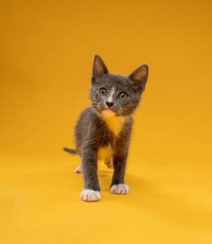Embrace -  Domestic Short Hair Cat for Adoption in Fort Worth, Texas - Embrace | PetCurious