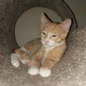 Boynton -  Domestic Short Hair Cat for Adoption in Rochester, Minnesota - Boynton | PetCurious