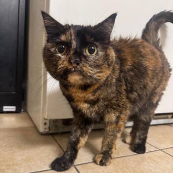 Domestic Short Hair Cats Available for Adoption in Pekin, Illinois - Dina | PetCurious